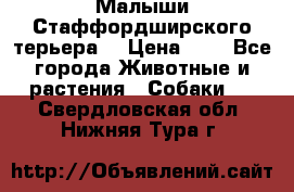 Малыши Стаффордширского терьера  › Цена ­ 1 - Все города Животные и растения » Собаки   . Свердловская обл.,Нижняя Тура г.